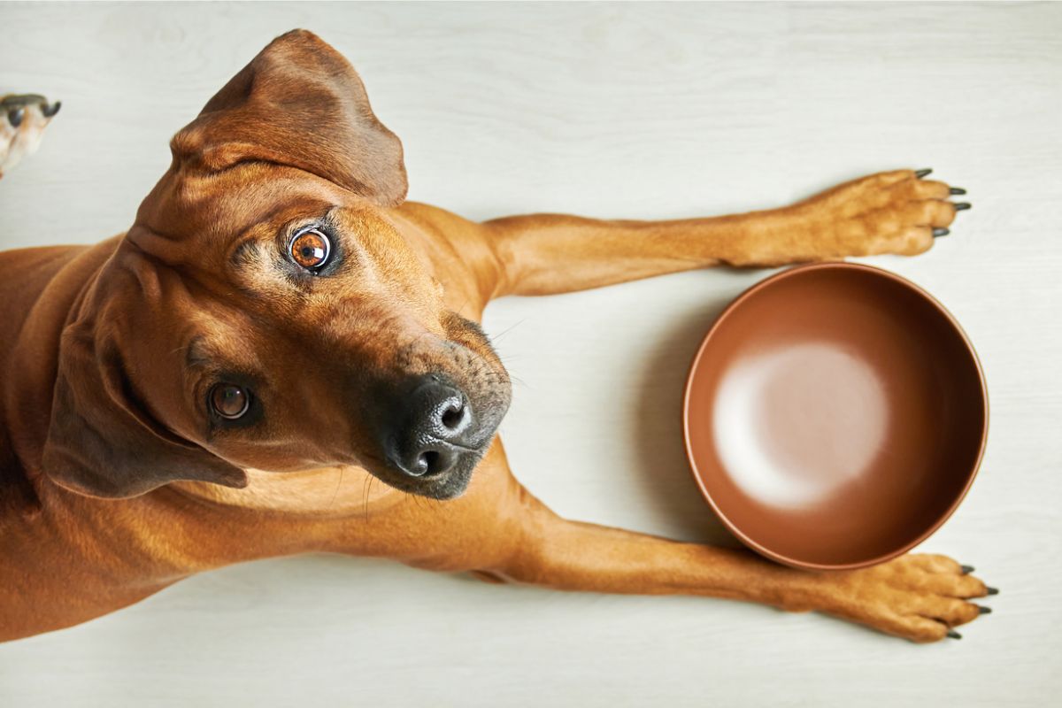 Hungry brown dog with empty bowl waiting for feeding stock photo