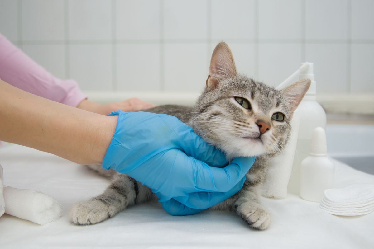 A female hand in a medical glove feels the cat before the operation. Pet at the veterinarian's appointment. The cat is on the medical table.