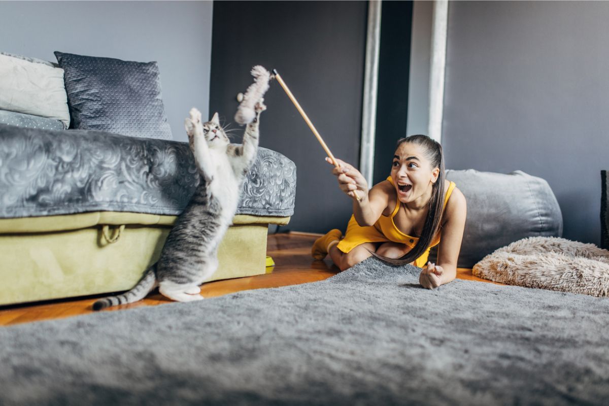 Domestic cat playing with female owner