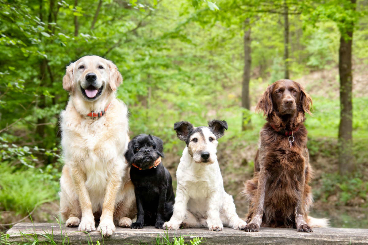 A group of four dogs sitting on a wooden bench in a lush green forest. The dogs include a golden retriever, a small black dog, a white and black terrier, and a brown setter, all posing calmly against the serene outdoor backdrop.