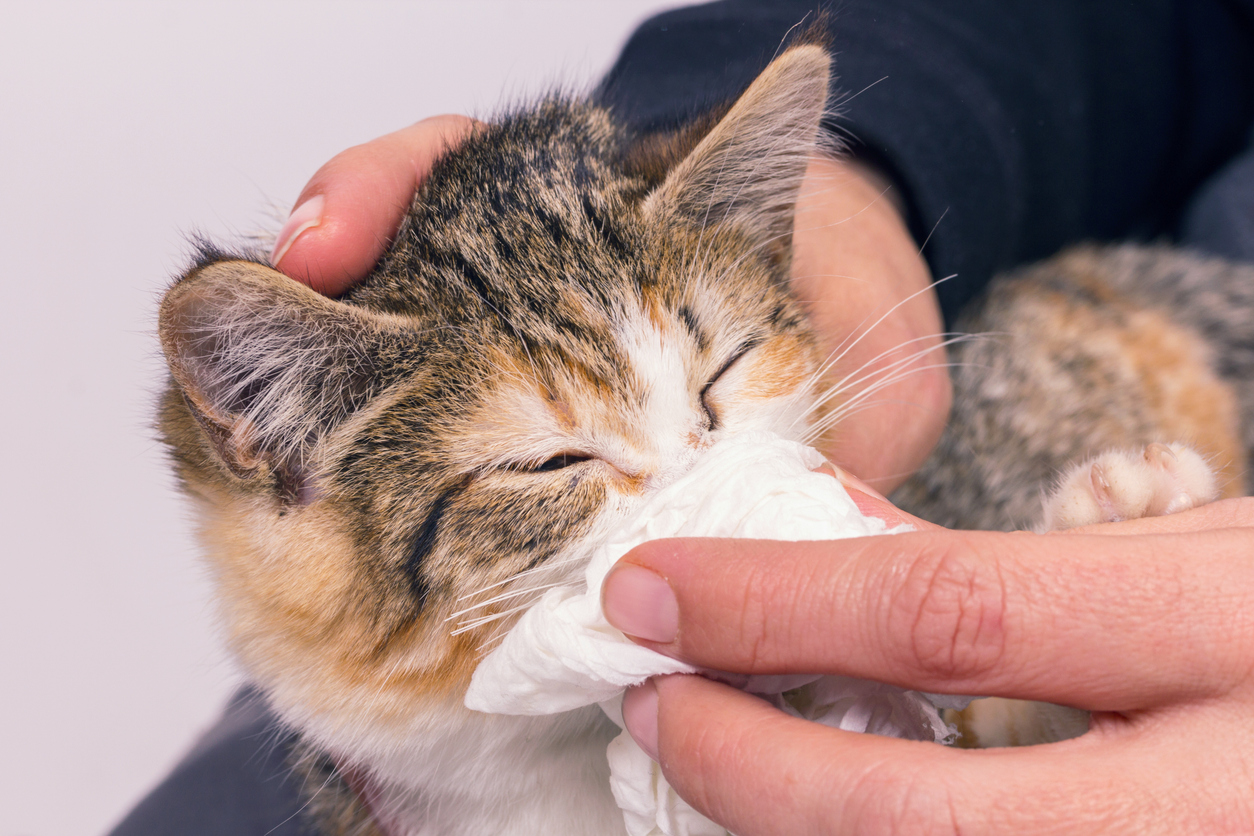 A person gently holding a kitten and wiping its nose with a tissue. The kitten, with closed eyes, appears calm and is being cared for.