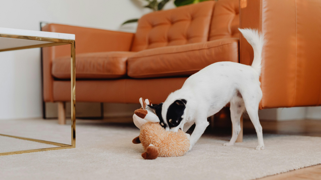 Dog playing with a toy on the living room floor near a sofa