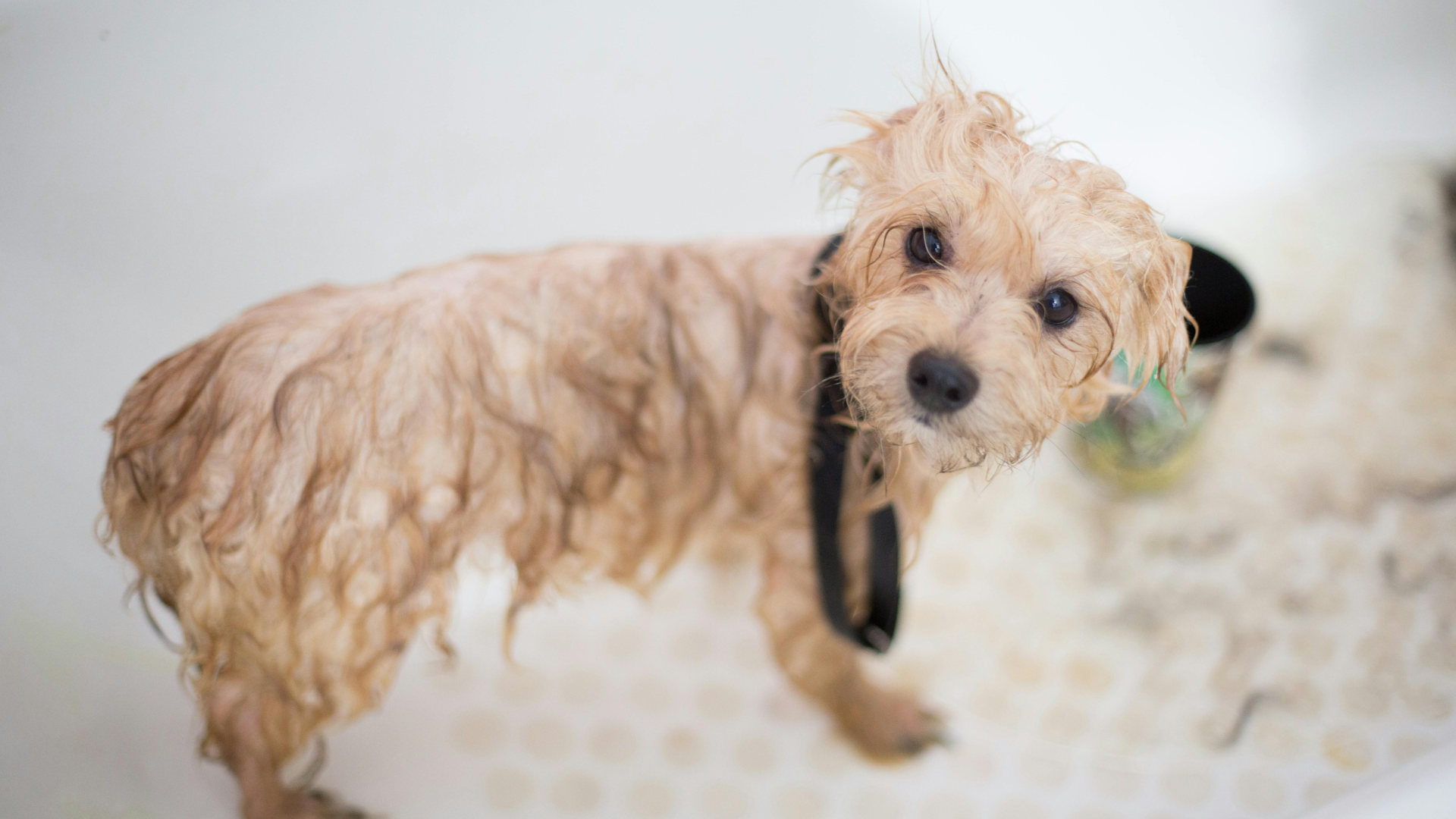 Cream toy poodle puppy sitting in a white bathtub