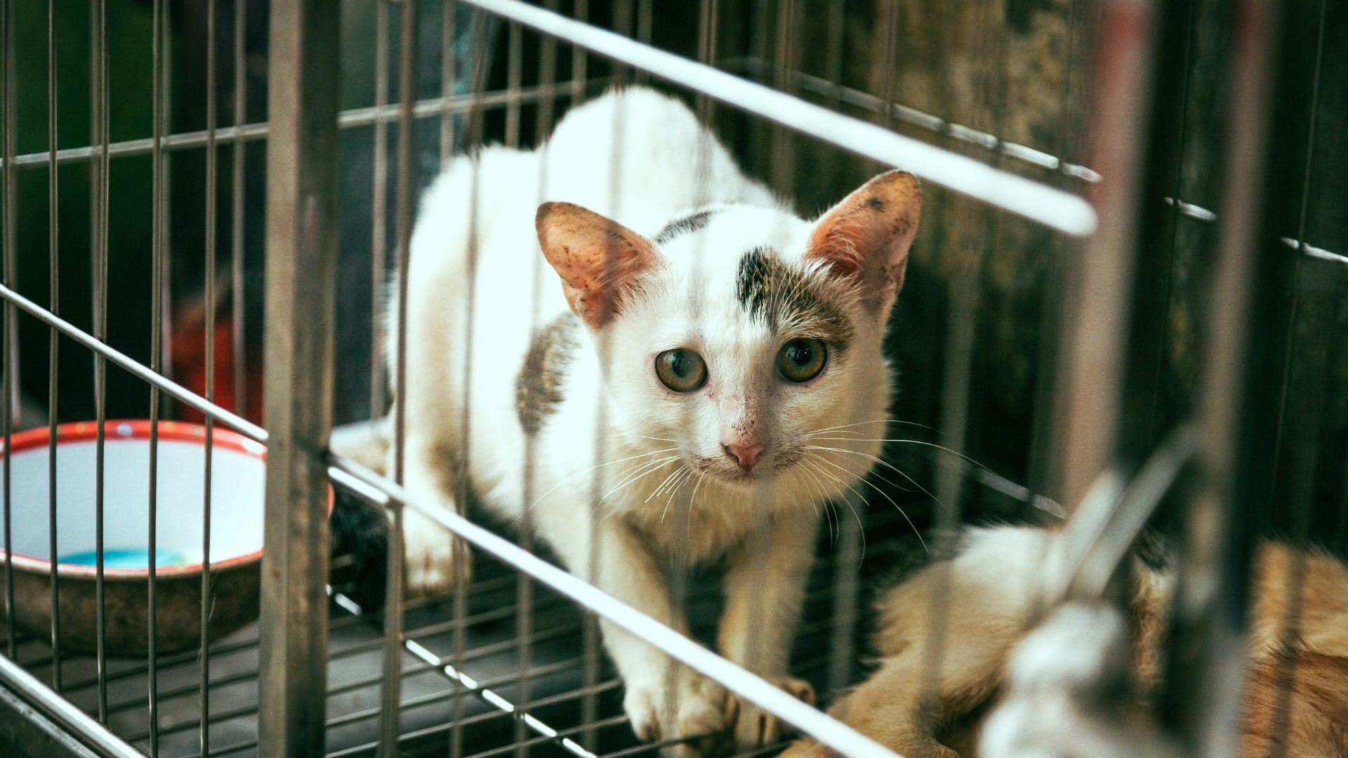 White and brown cat sitting inside a cage looking around