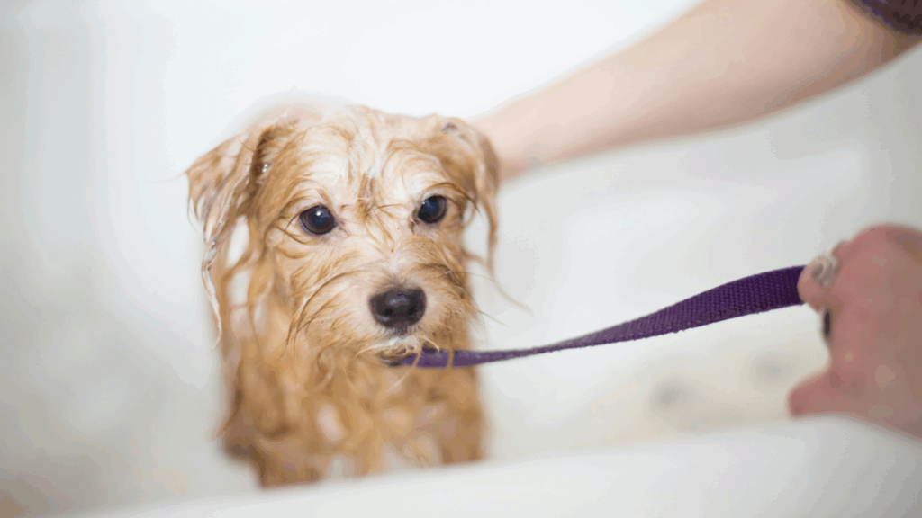 Small brown dog getting face gently washed during grooming