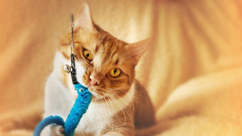 Orange tabby cat resting on a white textile