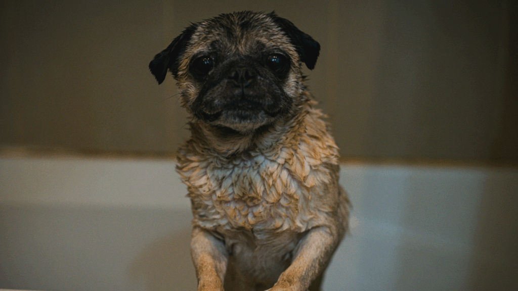 Small dog standing in a white bathtub during bath time
