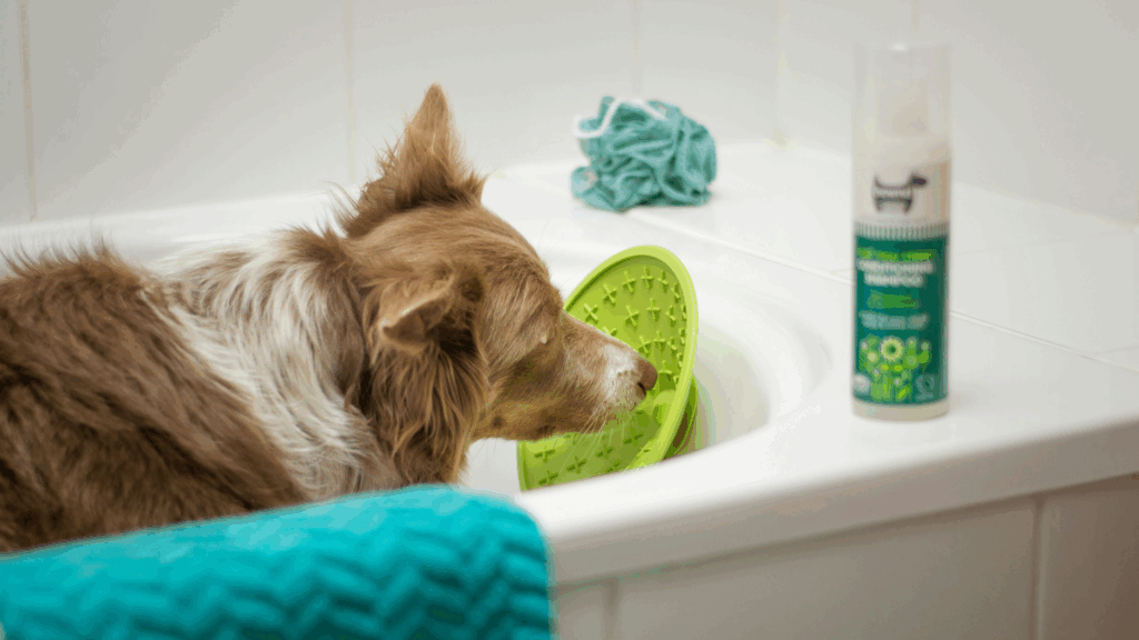 Brown and white dog sitting in a bathtub looking up