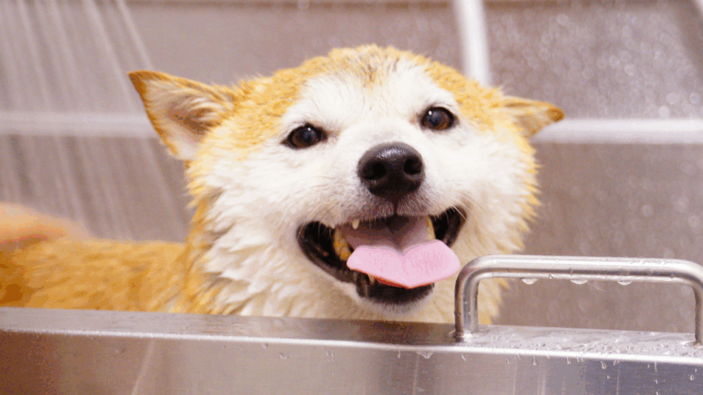 Close-up of a person brushing a dog’s coat with a slicker brush