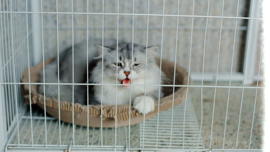 Fluffy adult cat lounging comfortably in a cage