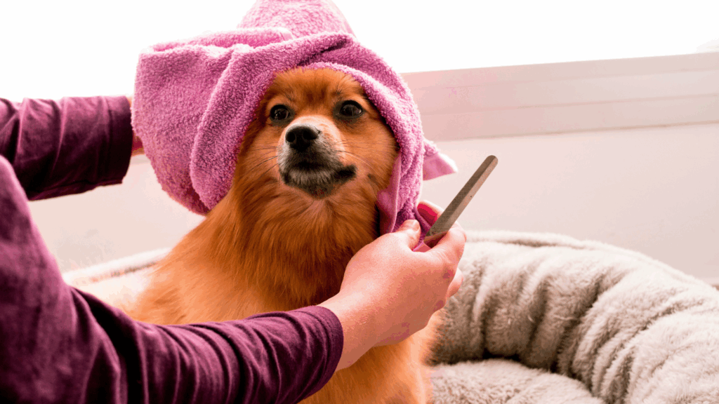 Brown Pomeranian wrapped in a pink towel after a bath