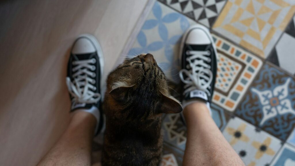 Dog looking up at a person’s feet, waiting for attention