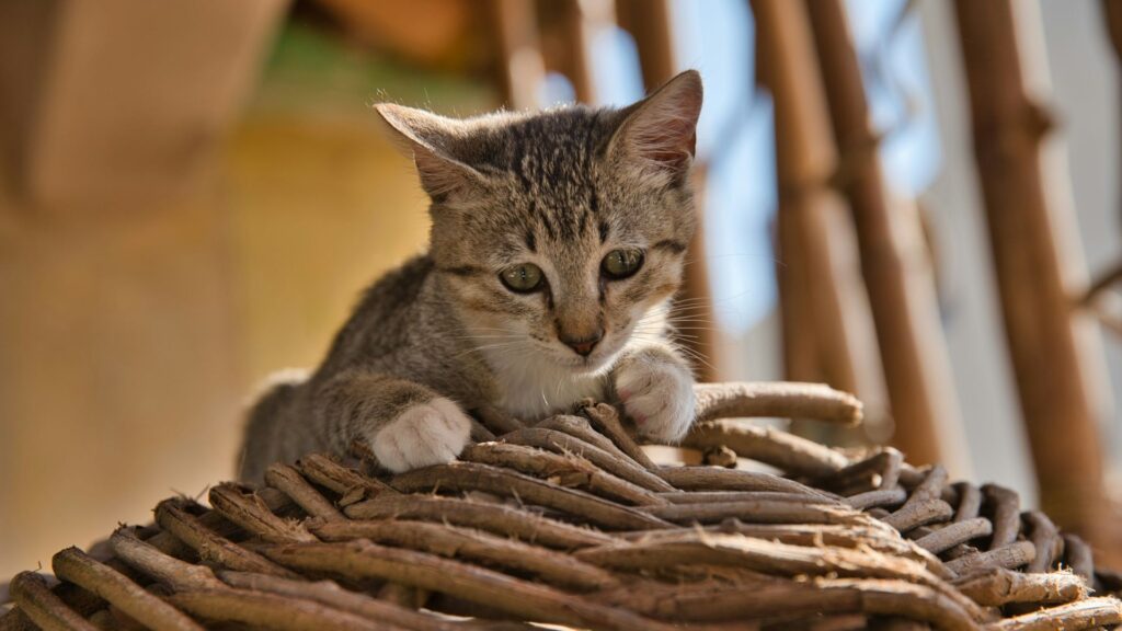 Brown tabby cat sitting on a woven basket