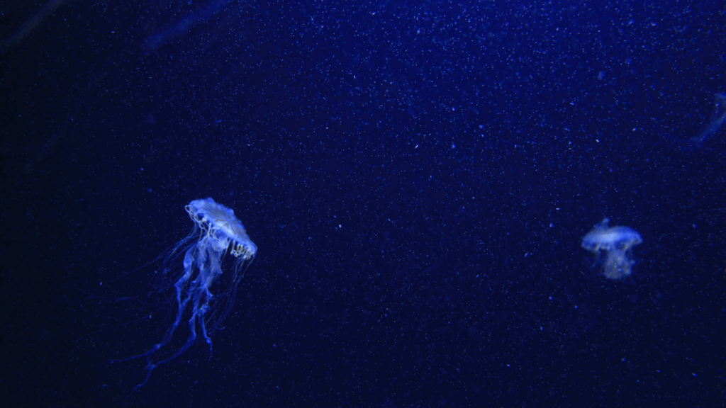 Group of blue jellyfish floating in deep ocean water