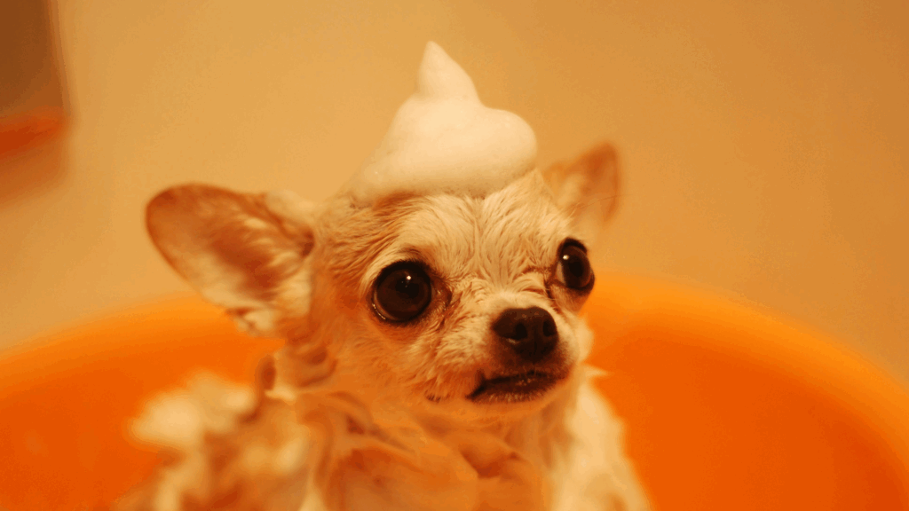 Brown chihuahua wrapped in a towel during bath time