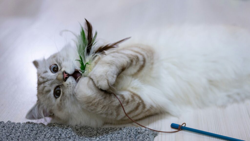 Cat playing with a toy on the floor