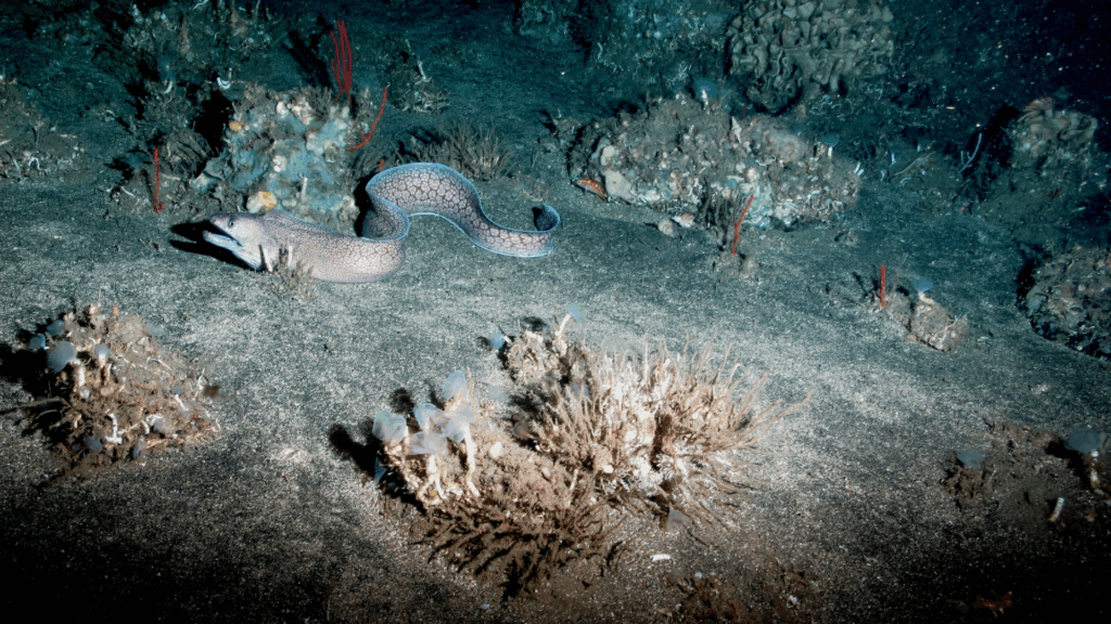 Blue and white spotted fish swimming over coral reef