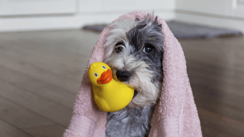 Small dog wrapped in a pink towel next to a yellow rubber duck