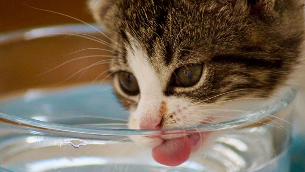 Cat drinking water from a bowl