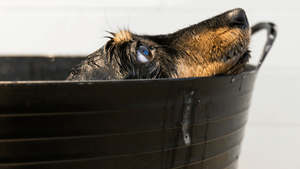 Black and tan dog standing inside a black tub outdoors