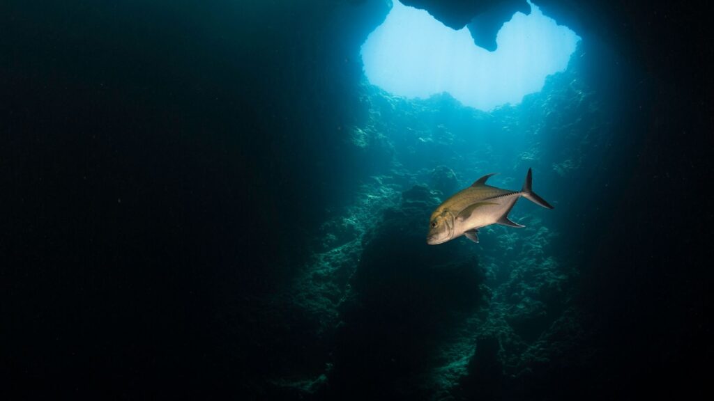 White and black fish swimming near rocks in deep ocean water