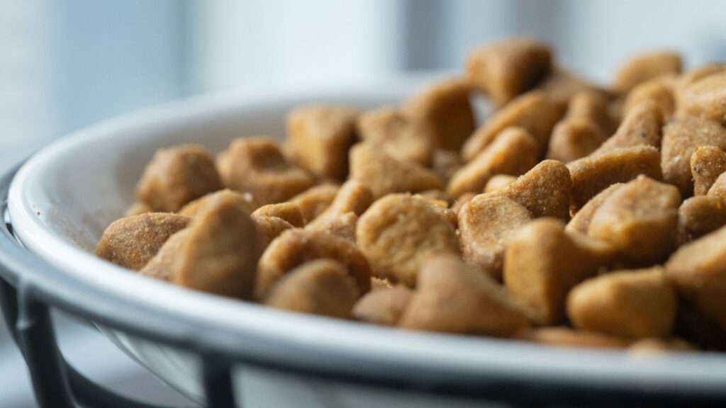 Close-up of a bowl filled with pet food on a table