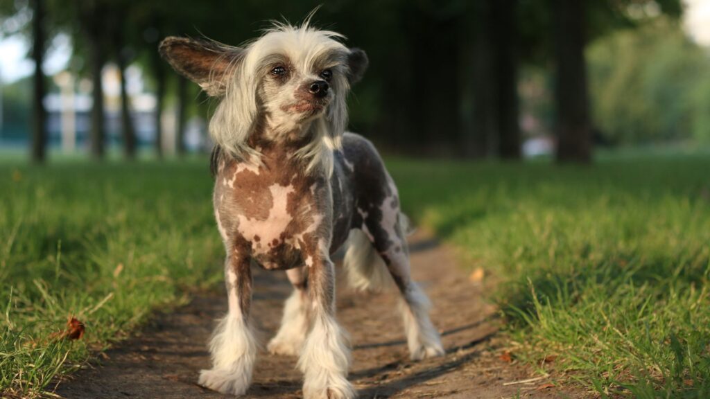 Hairless Chinese Crested dog sitting and looking at camera