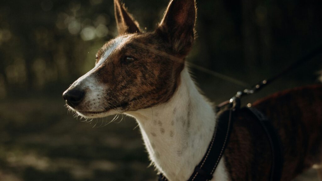 Brown and white Basenji dog standing on grassy area
