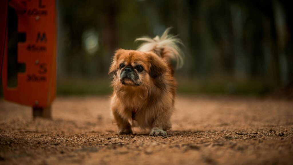 Brown and white long-haired Pekingese dog on brown soil