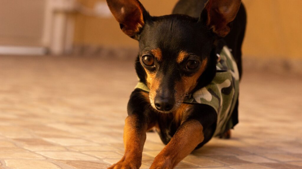 Black Miniature Pinscher stretching on wooden floor