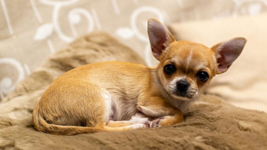 Brown Chihuahua puppy lying on brown textile
