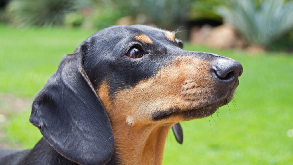 Black and brown dachshund standing on a green field