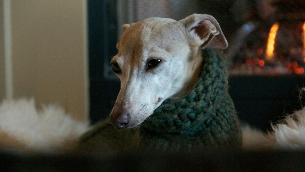 Short-coated brown Italian Greyhound standing on grass