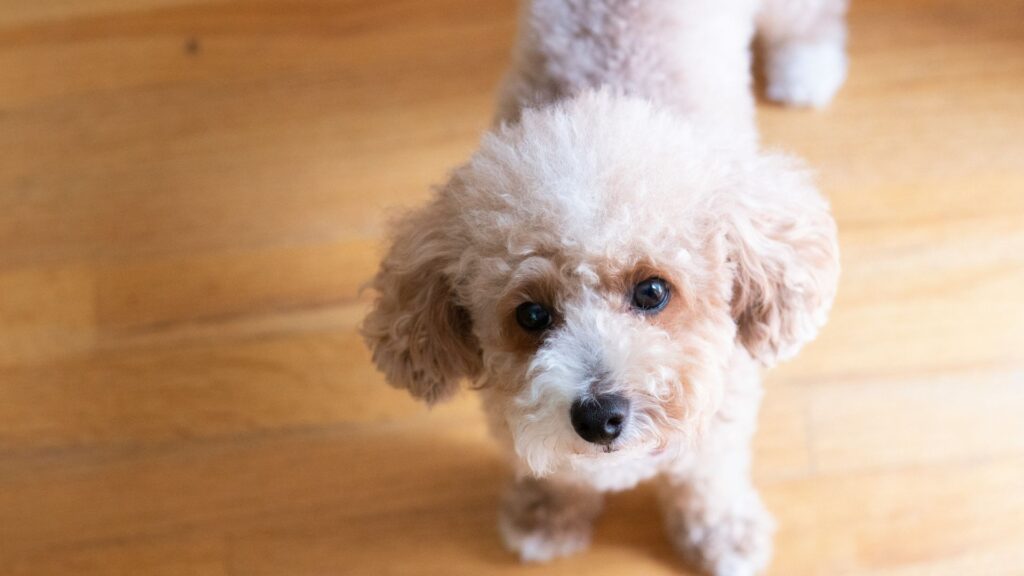 Beige-coated toy poodle sitting on wooden floor
