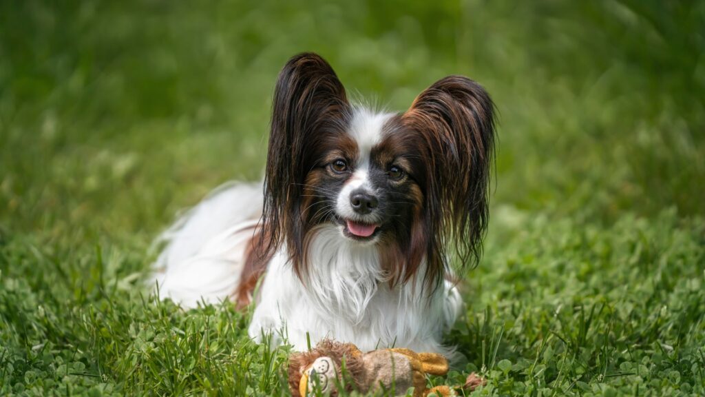 Papillon dog standing near a lake in Virginia