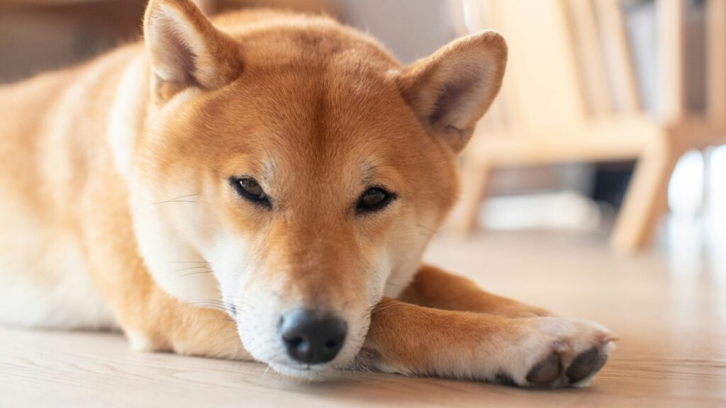 Brown and white Shiba Inu lying on white floor