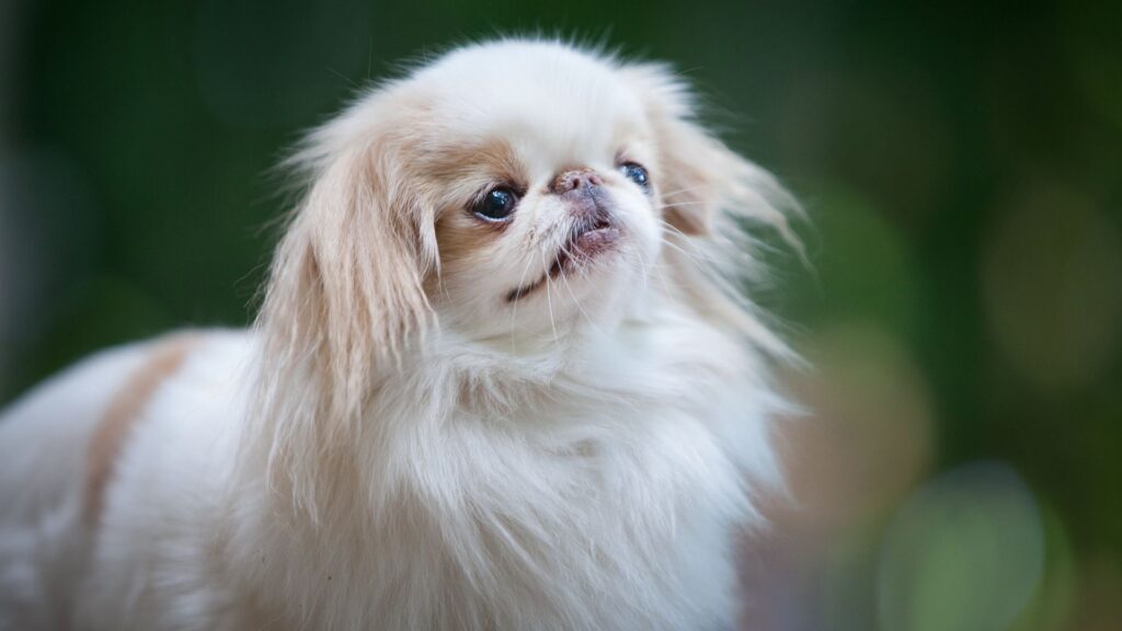 White and red Japanese Chin sitting on wooden surface
