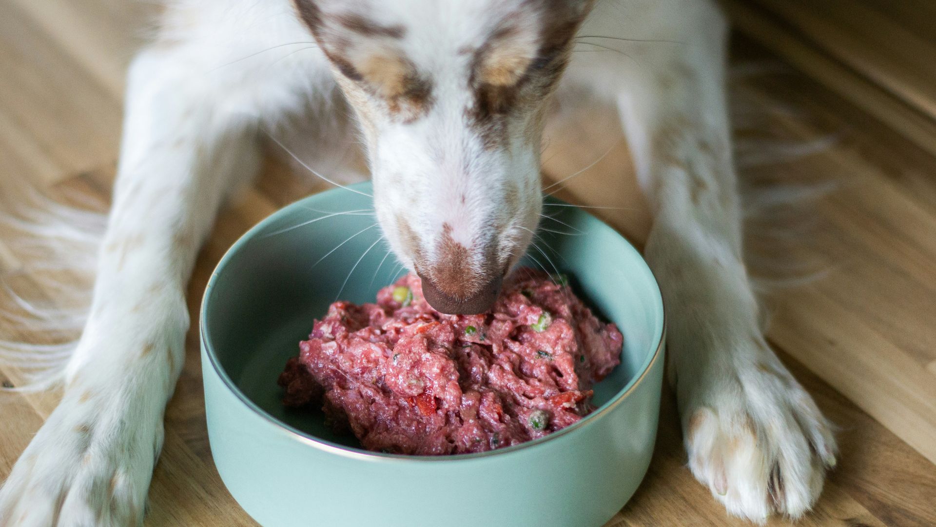 Dog happily eating raw food from a bowl indoors