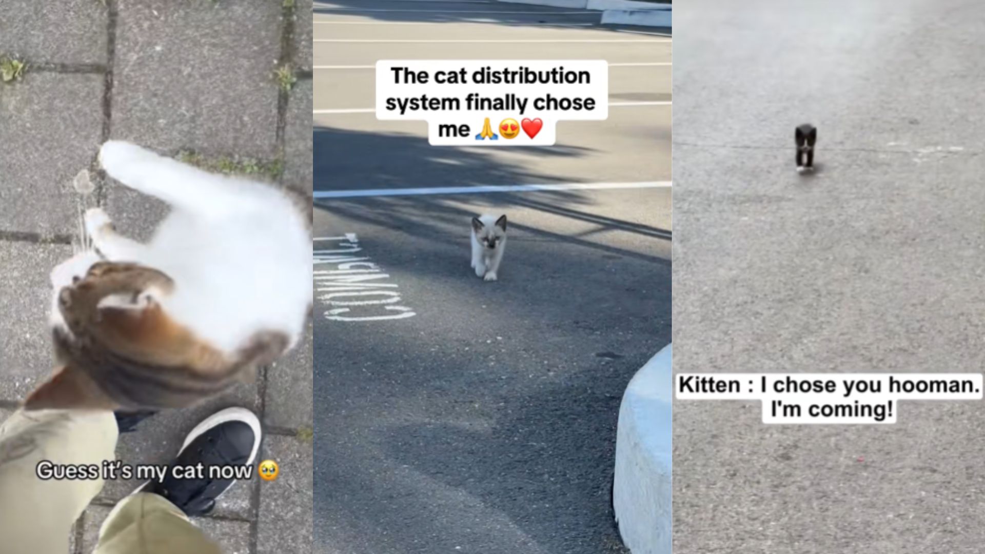 Split screen image of three cats on street with text overlay.