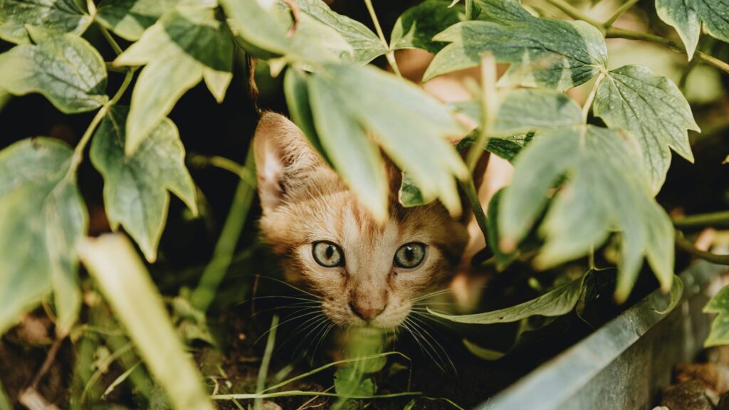 Small kitten peeking from behind a green plant on a porch