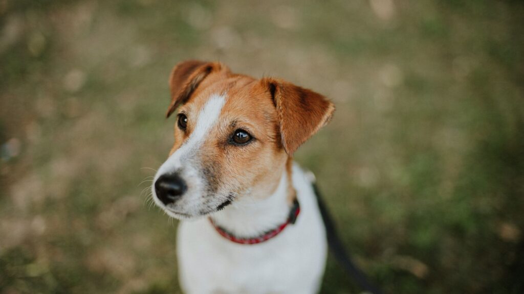 Underweight Jack Russell standing on a wooden floor inside an animal shelter