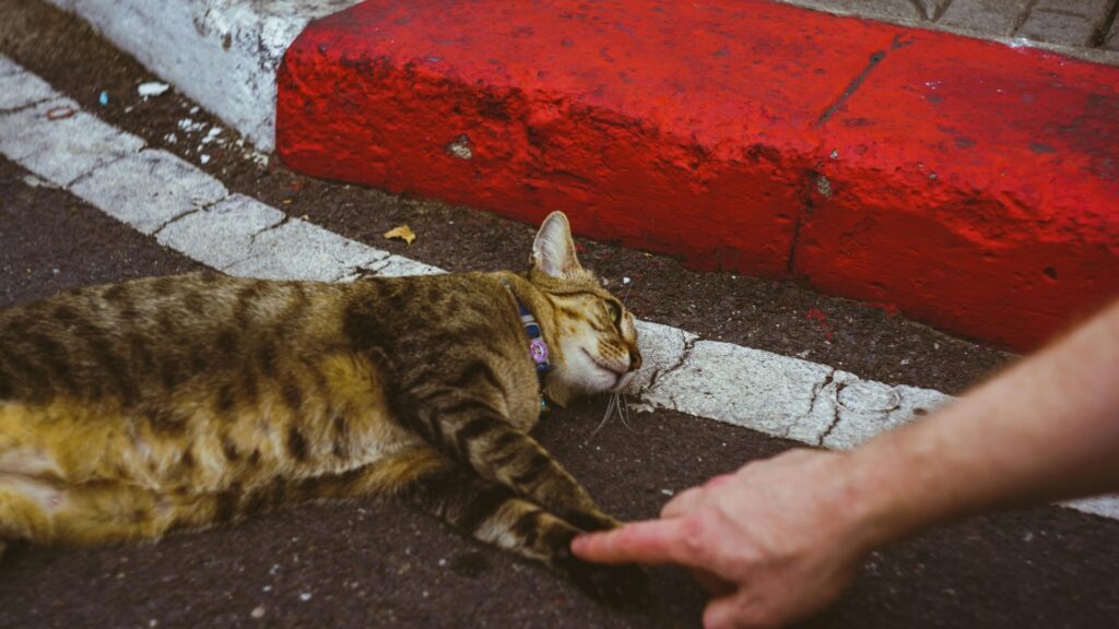 Cat lying down on the ground in warm sunlight