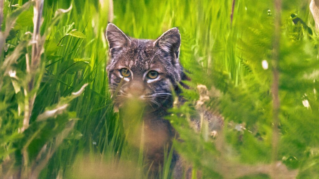 Cat sitting in a grassy field under warm sunlight