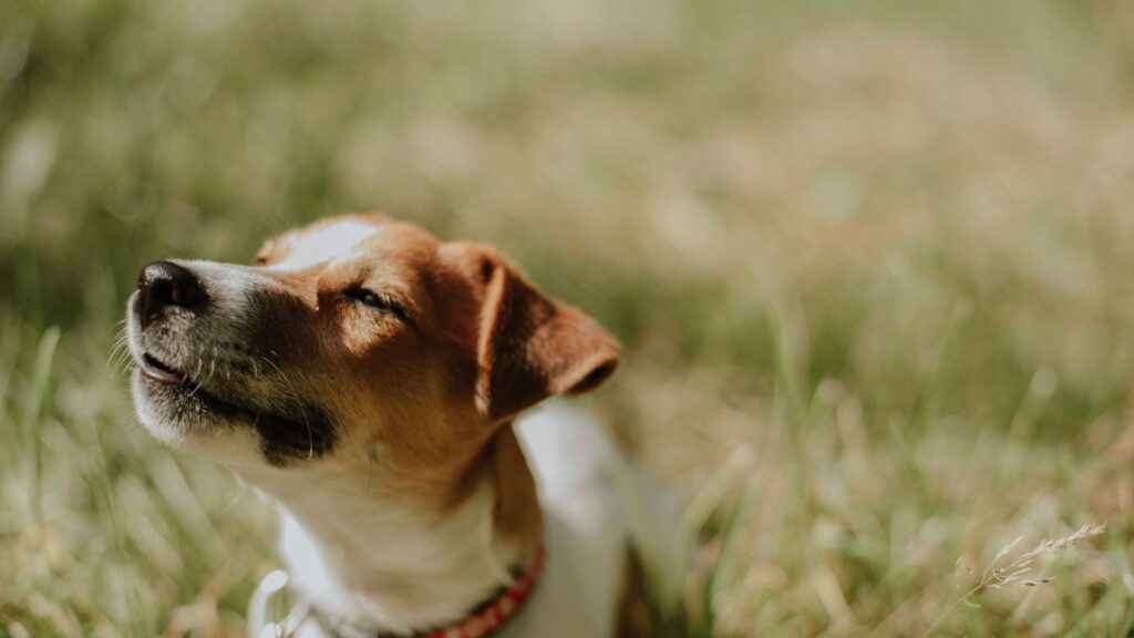 Jack Russell walking on green grass under bright sunlight