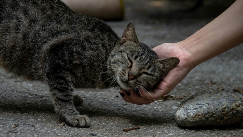Person gently petting a cat outdoors