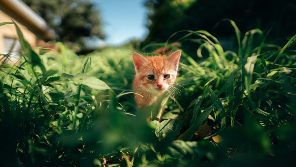 Small kitten sitting on green grass in a sunny field