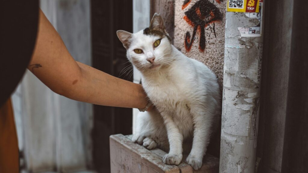 Person holding a white cat indoors