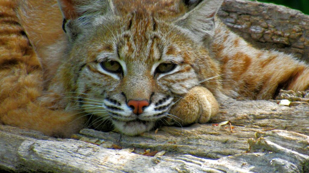 Cat resting on a wooden log surrounded by soft light