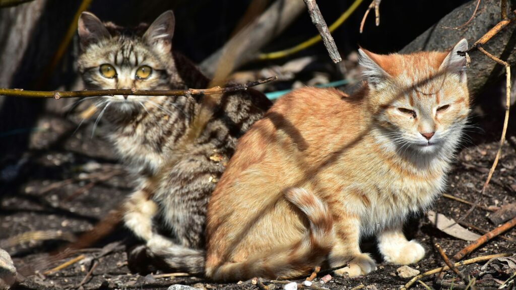 Two outdoor cats sitting close together on the ground