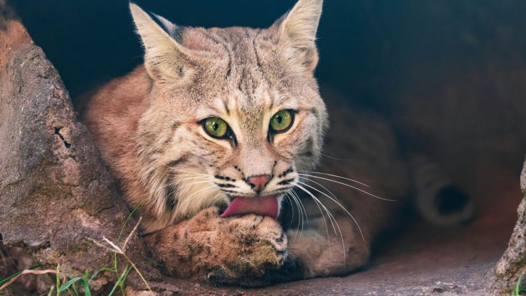 Cat lying on the ground with spotted fur and bright eyes
